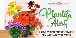 We did not find results for: Plantita Alert 9 Low Maintenance Flowers You Can Grow At Home Blog Flower Patch Online Flower Delivery Phillippines
