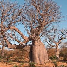 Image result for Adansonia digitata