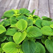 Colorblaze ® golden dreams ™. Premium Sun Lime Delight Coleus Seeds Annual Flower Seeds