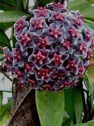 Pin On Flor De Cera