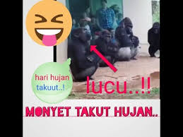 Sudah sering terjadi kecelakaan akibat jas hujan ponco terselip di roda. Ok Google Monyet Pake Jas Hujan Lucu Kartun Monyet Pet Jas Hujan Yg Tahan Hujan Jumpsuit Anjing Kecil Jas Hujan Buy Anjing Jas Hujan Kartun Monyet Anjing Jas Hujan Tahan Hujan Jas