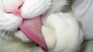 Kedi Dili Hakkinda 4 Sasirtici Gercek Ukala Hayvan