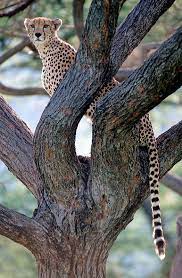 Cheetahs Can T Climb Trees 2 By James Parker Small Wild Cats Beautiful Cats Animal Planet