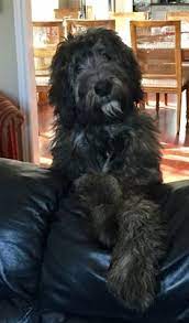 Well you're in luck, because here they come. 78 Pups Ideas In 2021 Dog Breeds Puppies Dogs