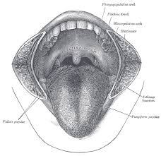 Lingual tonsils definition the term refers to rounded lumps of lymphatic tissue that forms a covering over the posterior area of the human tongue. Lingual Tonsils Wikidoc
