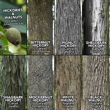 Image result for Juglandaceae