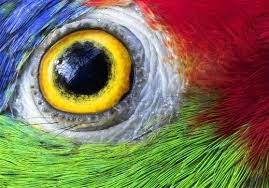 15 Parrot Eyes Really Close Up Bird Eyes Animal Eyes Close Up Animal Close Up