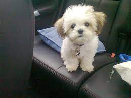 Pin On Pets