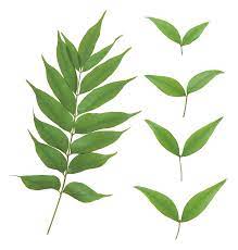 Green Leaves Leaves Green Leaves Plant Leaves