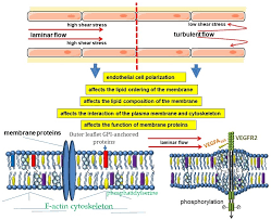 Cholesterol And Its Influence On Membrane Fluidity - Labxchange