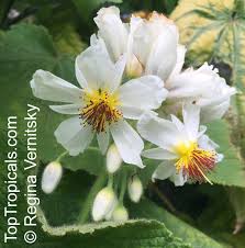 Image result for Sparrmannia