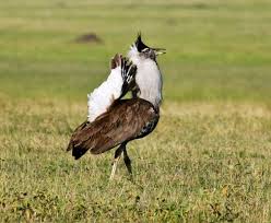 Résultat de recherche d'images pour "bustard"