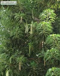 Image result for Phytolacca dioica