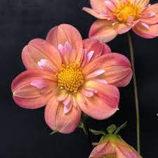 Pin On Cut Flower Garden