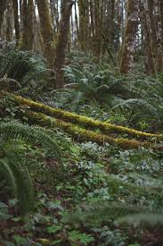 Hd wallpapers and background images. Rainy Day Milli Pnw Rainy Samsung Sony Love Andorra Anime Art Bonito Hd Mobile Wallpaper Peakpx