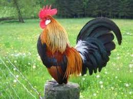 Check spelling or type a new query. Cara Budidaya Ayam Kate Mudah Dan Praktis Tukang Taman Jogja Jasa Taman Di Jogja