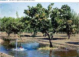 Use a slow trickle of water to fill the reservoir to allow water to slowly infiltrate into and around the root ball. Pdf Yield Response To Water Of Fruit Trees And Vines Guidelines Semantic Scholar