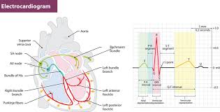 However, once you know the difference between an ecg and an ekg, you'll be well on your way to discovering what makes them increasingly valuable tools for device manufacturers that want to create. Electrocardiogram Ekg Or Ecg Eden Internal Medicine Eden Nc