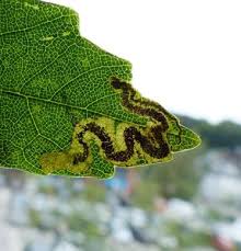 Image result for Stigmella speciosa