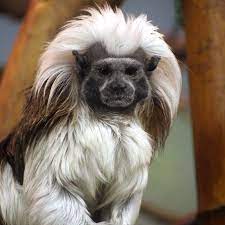 Cottontop Tamarin Saguinus Oedipus Mammals American Animals Animals Beautiful Marmoset Monkey
