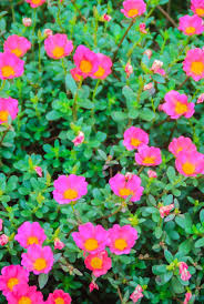 We did not find results for: 15 Easiest Flowers To Grow Easiest Flowers To Grow Easy To Grow Flowers Portulaca Flowers