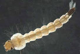 Aedes mosquito eggs in water. Asian Tiger Mosquito Aedes Albopictus Skuse