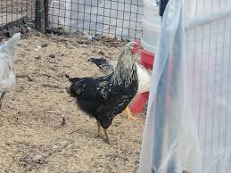 BYC (BackYardChickens)