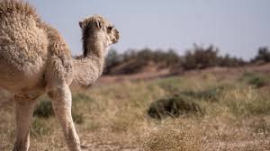 Bactrian camel (camelus bactrianus) male silhouetted at sunset, living in the wild but owned by a camel herdsman, turpan basin, gobi desert, xinjiang, china. Baby Camel In The Desert Picture Of Top Desert Marrakech Tripadvisor