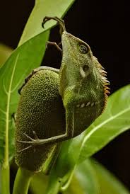 Image result for Urochloa jubata