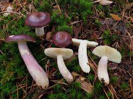 Image result for Russula variata