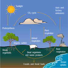 The Carbon Cycle