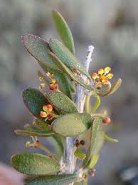 Image result for Picrodendraceae