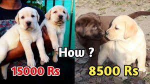 Check spelling or type a new query. Labrador Puppy Price Difference Low Price Of Labrador Puppies Youtube