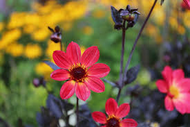 We did not find results for: How And Why To Use Flower Fertilizer Longfield Gardens