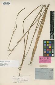 Image result for Urelytrum