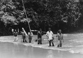 Image result for Agrocharis pedunculata