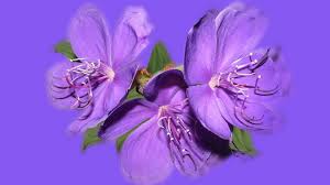 Explore the latest collection of black and purple wallpapers, backgrounds for powerpoint, pictures and photos in high resolutions that come in different sizes to fit your desktop perfectly and presentation templates. Wallpaper Purple Flowers Purple Background 1920x1080 Full Hd 2k Picture Image