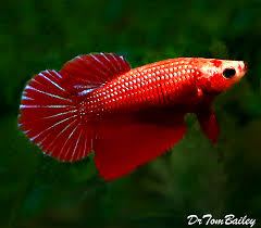 The females cannot have a these genes to form a crowntail or halfmoon, the genes are suppressed. Female Betta Fish For Sale Aquariumfish Net