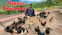 🐓 Producción de HUEVOS DE CAMPO - GRANJA de gallinas felices 🪺🐓Josué y  Elie