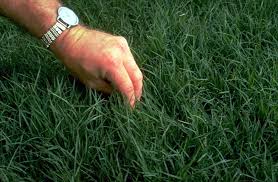 It is characterized as having a dark green color with medium fine textured leaves. Usda Plants Database