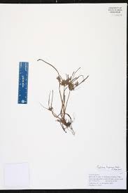 Image result for Queenslandiella