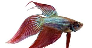 Check spelling or type a new query. Erek Erek Ikan Cupang 2d 3d 4d Arti Mimpi Dan Angka Mimpi Ikan Cupang Erek Erek