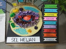 Check spelling or type a new query. 40 Gambar Sel Hewan Tiga Dimensi Hd Terbaru Gambar Hewan