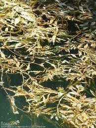 Image result for Potamogeton schweinfurthii