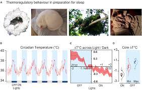 That's due to the sudden temperature change. Frontiers The Temperature Dependence Of Sleep Neuroscience