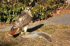 Hawk Eating Squirrel Google Search Animals Squirrel Prey