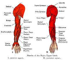 arm muscles shoulder muscle anatomy arm muscle anatomy