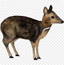 Pngkit selects 557 hd deer png images for free download. Hilippine Mouse Deer Philippine Mouse Deer Png Image With Transparent Background Toppng