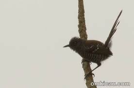 Download Suara Burung Prenjak Enam Spesies Om Kicau