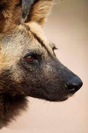 afrika yaban kopegi african wild dog animals wild wild dogs